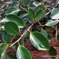 Ficus microcarpa L.f.